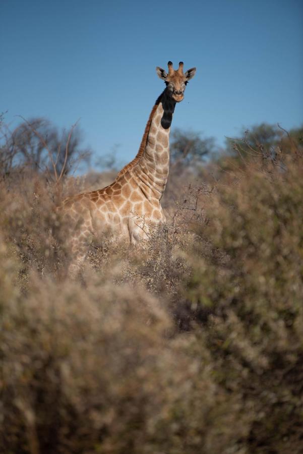 Morakane Safari Lodge Vryburg Екстериор снимка